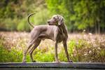 Weimaraner Dog Breed Information, Pictures ...