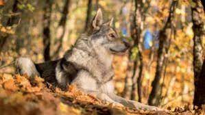 kurt kopegi nedir kurt kopegi ozellikleri nelerdir kurt husky kopek