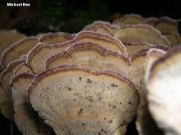 Image result for Trichaptum subchartaceum