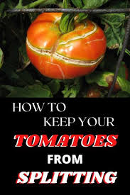 What Causes Tomatoes To Split Garden Down South In 2020 Tomato Tomato Problems Splits