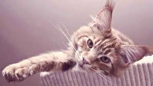 A cat may exhibit no symptoms right. Feline Heartworm Disease Signs Of Cat Heartworm Petcarerx