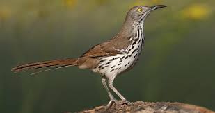 Brown Birds Of East Texas The Long Billed Thrasher Looks A Lot Like The Brown Thrasher Of The Eastern U S But Lives In The Dry Brushy Landscapes Of In 2020 Thrasher Brown Thrasher Brown Bird