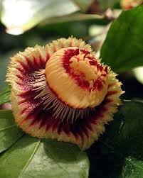 Image result for Napoleonaea gossweileri