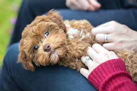Find poovanese dogs and puppies from texas breeders. Havapoo Dog Breed Information And Characteristics Daily Paws