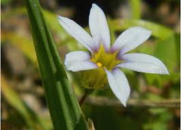 Image result for Sisyrinchium micranthum