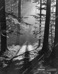 Black and white photos of trees. Black And White Mysterious View Of Forest With Trees Penetrated With Sun Rays Belgium Sunbeams Park Stock Photo 205558050