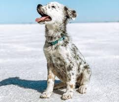 You will find golden retriever mix breeds that are easily adjusts with your family members and become your best friend in no time. Meet Some Of The Best Dalmatian Mixes Around K9 Web