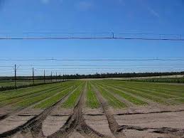 Green Samko Khartoum Sudan Facebook