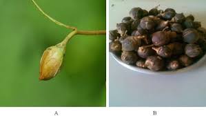 Image result for Thespesia garckeana