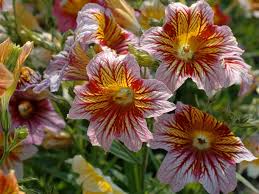 Elegant on their own, the flowers are also good mixers. 15 Annuals For Cut Flowers Hgtv