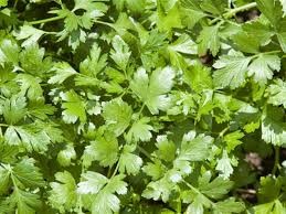 Over 70% new & buy it now; Who Hates Cilantro Study Aims To Find Out