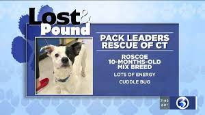 Pack leaders dog rescue of ct manchester, ct 06040 email: Lost Pound Pack Leaders Rescue Of Ct 5 26 2019 Wfsb Com