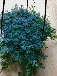 Omgplants Megansplants Peacock Fern Rainbow Moss Plants Moss Plant Container Gardening Vegetables