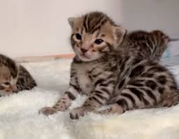 These sweet curious bengal kittens for sale have vivid contrast and large rosettes. Bengal Breeder Washington State Registered Bengals