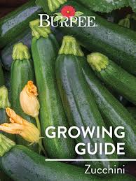 For the water bath canning processing how long shall i leave the. Learn About Zucchini Burpee