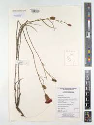 Image result for Pleiotaxis argentea