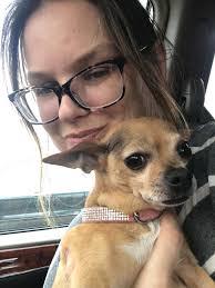 Lost beige apple head chihuahua in Huron