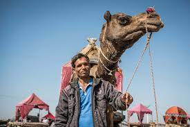 However, they cause damage to your home and you. One Treatment Saves Two Lives In India Spana