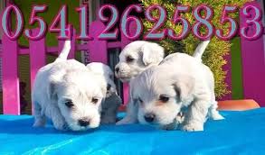 Maltese Terrier Yavru