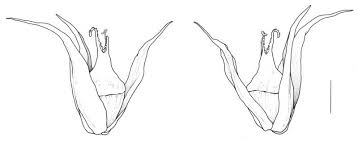 Image result for Amaranthus thunbergii