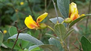 Image result for Cajanus cajan