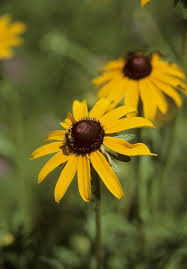 Image result for Rothia hirsuta