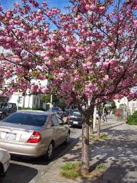 Maybe you would like to learn more about one of these? Flowering Cherry Friends Of The Urban Forest