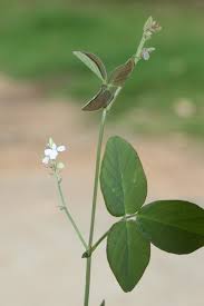 Image result for Desmodium scorpiurus