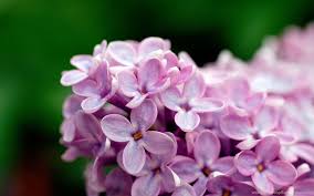 Skin color palette works great too: Light Flowers Background Cool Purple Flower Wallpapers Desktop Background