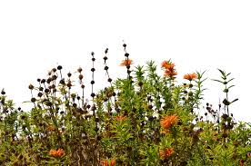 Wild Flowers 3 Stock Photo 0082 Png By Annamae22 On Deviantart Tree Photoshop Landscape Sketch Photoshop Images