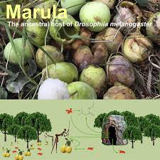 Image result for Pygmaeothamnus zeyheri