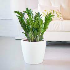 If you're hesitant to grow indoor plants because your home lacks bright sunlight, don't let the shady conditions stop you. 40 Best Indoor Plants That Don T Need Sunlight Joyful Derivatives