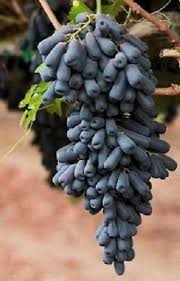 Moon Drop Grape 3 Vine Cuttings For Propagation Unknown Moon Drop Grapes Grape Plant Grapes