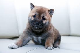 Vet checked from nose to tail, dewormed, microchipped and with health certificate and health guarantee…. Royalty Free Photo Brown And Black Akita Inu Puppy Pickpik