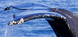 Image result for whale