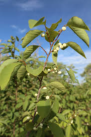 Image result for Flueggea virosa