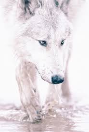 A collection of the top 52 white wolves wallpapers and backgrounds available for download for free. White Wolf Wallpapers Free White Wolf Wallpaper Download Wallpapertip