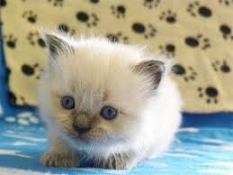 Cat Video Siamese Kittens First 50 Days In Five Minutes Siamese Kittens From Birth To 50 Days In 5 Minutes And 47 Seconds Kitten Cute Cats Cats And Kittens