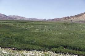 Image result for Thesium wilczekianum