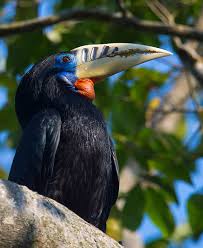Burung rangkong afrika hewan alam safari paruh bulu margasatwa enggang. Rufous Necked Hornbill Wikidata