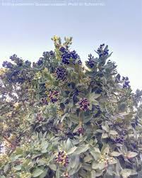 Image result for Syzygium cordatum
