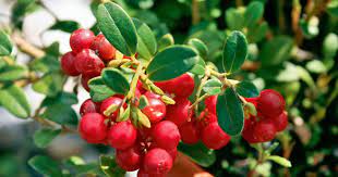 Leider decken moos und flechten den boden auch, wer ist stärker? Cranberry Grossfruchtige Moosbeere Pflanzen Pflegen Ernten Mein Schoner Garten