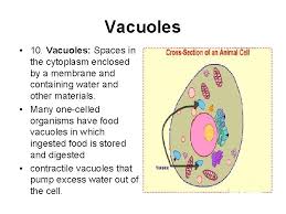 Some vacuoles are used to store enzymes that will eventually be used by the cell for certain cell functions while others store waste products. The Plant And Animal Cell The Specifics Cell