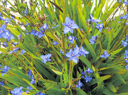 Image result for Aristea