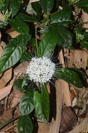 Image result for Pavetta sp. A