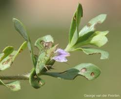 Image result for Blepharis integrifolia