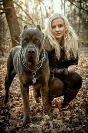 Try Me Pitbull Buyuk Kopekler Kopek
