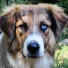 Her eyes will be brown, and she will have a black nose and lips. Australian Shepherd Great Pyrenees Mix Petfinder