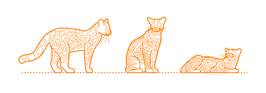 Big cat size chart elegant dettol siti shield protect plus. Margay Dimensions Drawings Dimensions Com