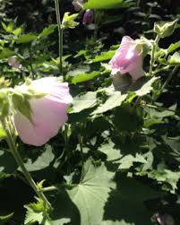 Image result for Tephrosia meisneri